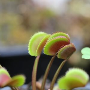 Dionaea