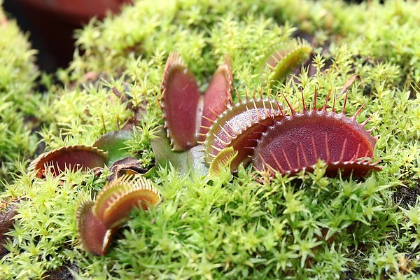 Dionaea Akai Ryu