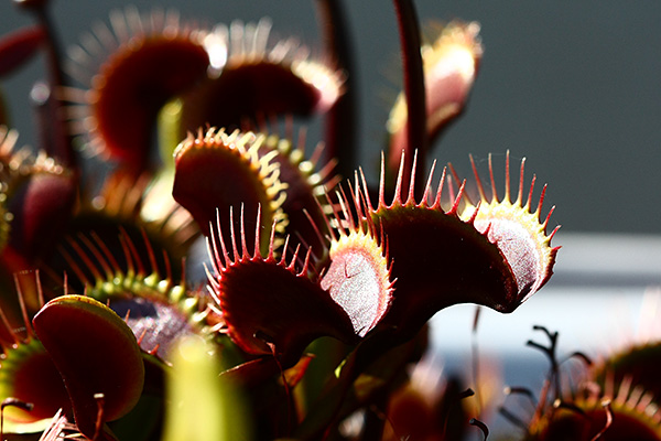 Dionaea ‘Akai Ryu’