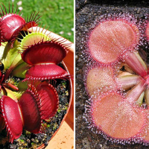Drosera falconeri, le rossolis proche de la dionée : image à la une