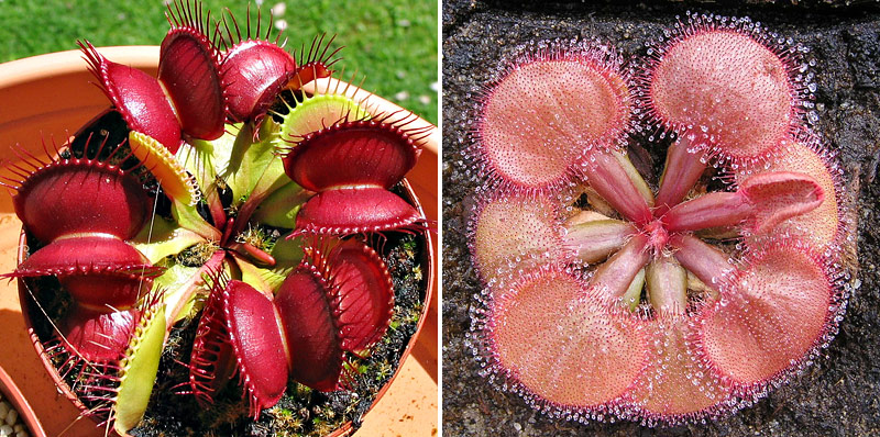 Dionaea muscipula à gauche, Drosera falconeri (photo © Rosťa Kracík) à droite