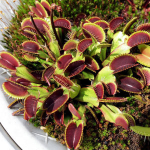 Plantes carnivores : culture et entretien chez soi : image à la une