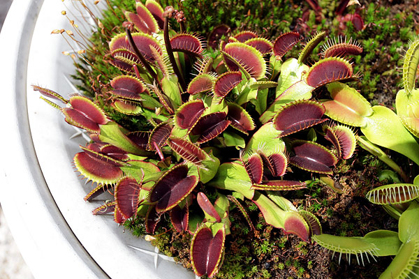 Dionaea muscipula ‘Akai Ryu’ en culture