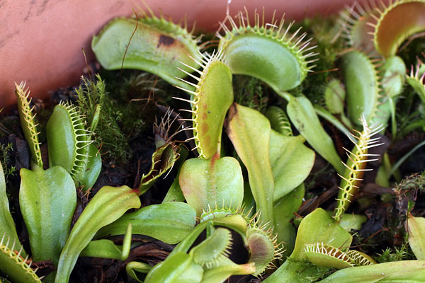 Dionaea muscipula cultivées en extérieur
