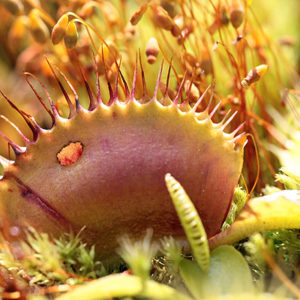 Piège de Dionaea déjoué : image à la une