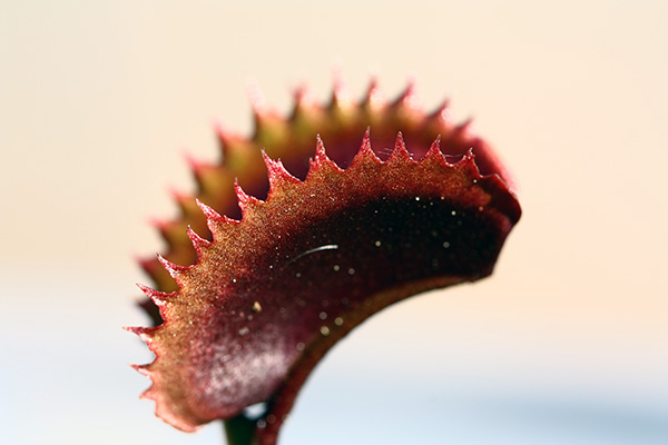 Détail d'un piège d'une Dionaea 'Red Piranha'