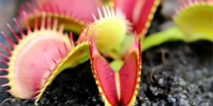 -15% sur Dionaea muscipula "Bimbo"