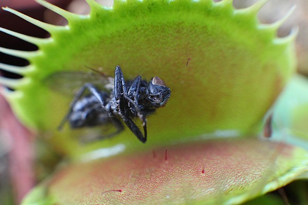 Mouche après digestion dans un piège de Dionaea muscipula
