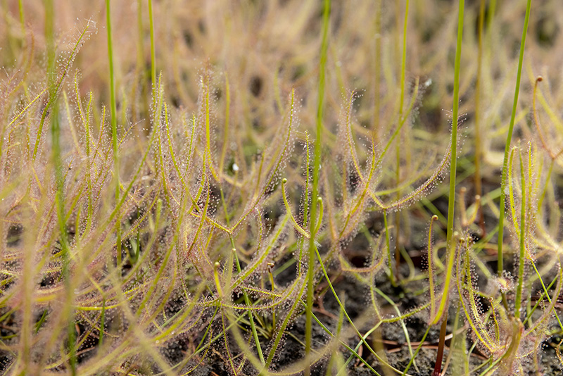 Les drosera, des plantes carnivores efficace contre les moucherons