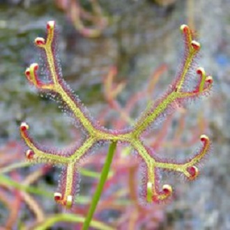 Drosera multifida