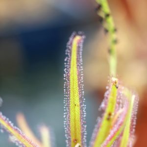 Drosera