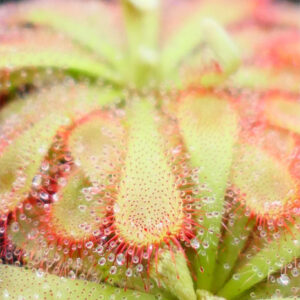 Drosera aliciae : fascinante plante carnivore : image à la une