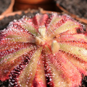 Drosera à travers le monde : image à la une