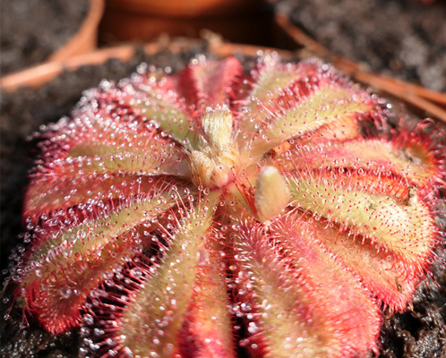 La splendide famille des Drosera