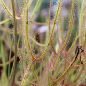 Drosera