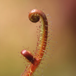 Le rare Drosera binata &lsquo;Feuilles cuivrées&rsquo; : image à la une
