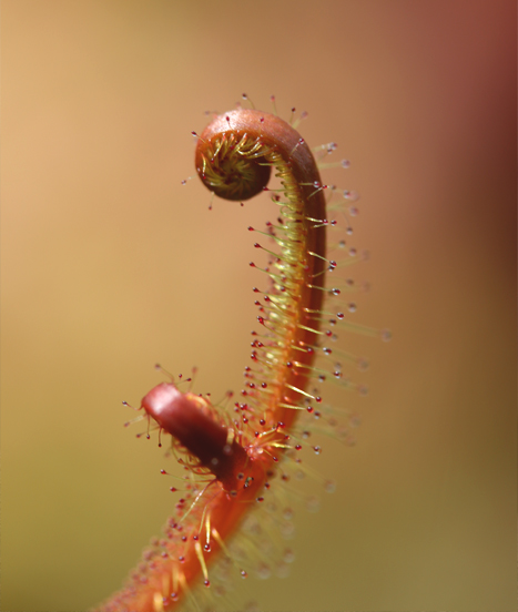 Drosera binata feuilles cuivrées, une superbe plante carnivores