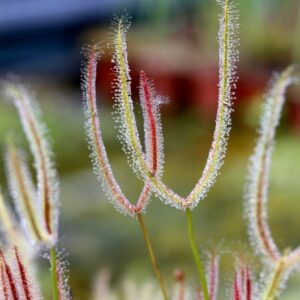 Drosera