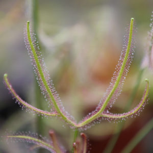 Drosera