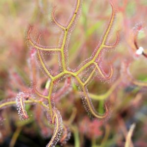 Drosera