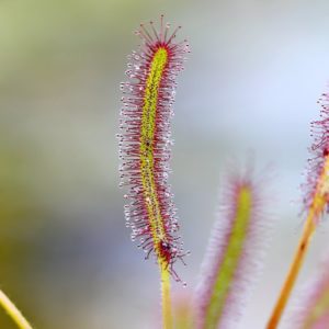 Drosera