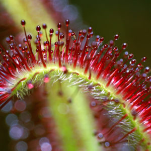 10 choses que vous ne saviez pas sur les plantes carnivores : image à la une
