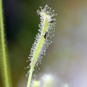 Drosera