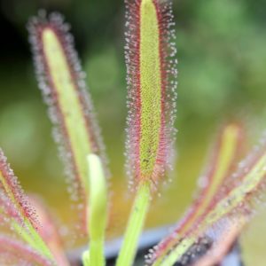 Drosera