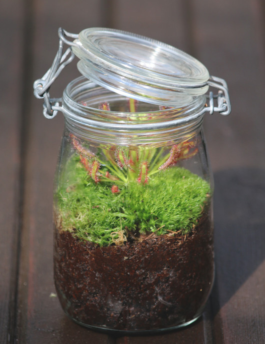 Plante carnivore Drosera capensis en terrarium planté