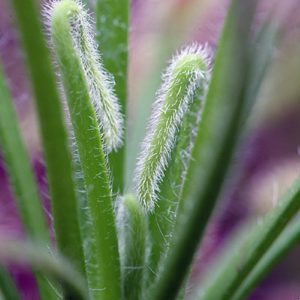 Drosera