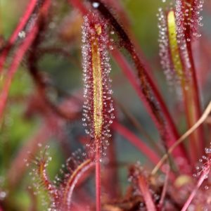 Drosera