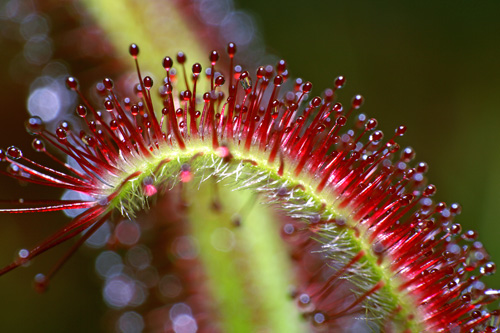 Drosera capensis, une plante carnivore que seuls quelques chanceux ont pu observer dans son milieu naturel, en Afrique du Sud