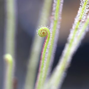 Drosera