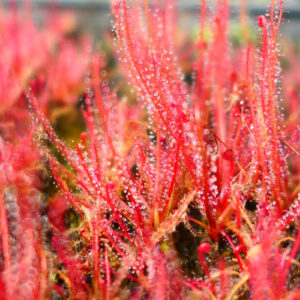 Drosera