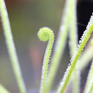 Drosera
