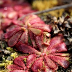 Drosera