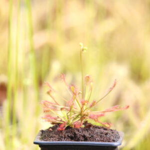 Drosera