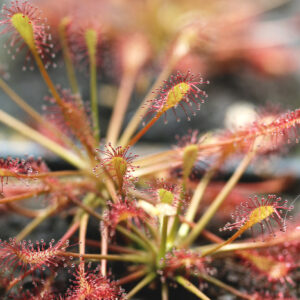 Drosera intermedia : Une plante carnivore captivante : image à la une