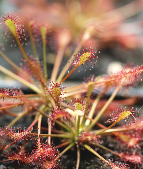 Drosera intermedia, un Drosera que l'on trouve en France !