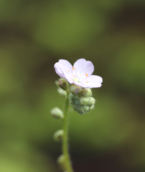 Drosera paradoxa en fleur