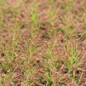 Guide complet des Drosera : biologie, culture, entretien : image à la une