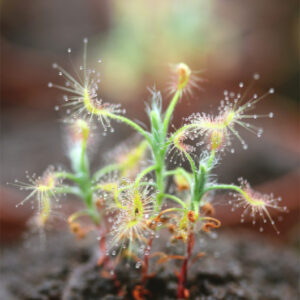Drosera