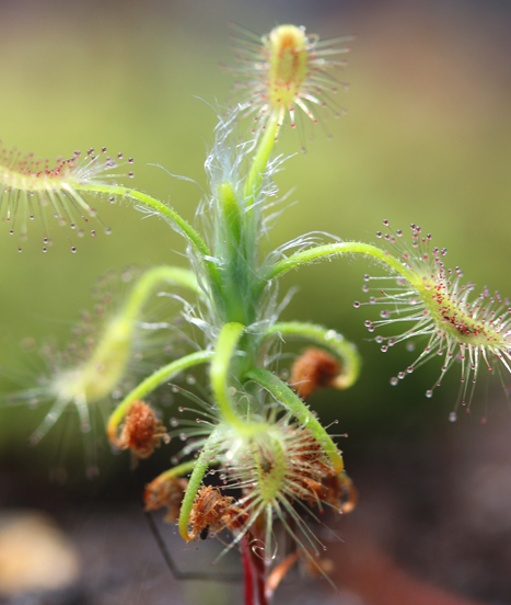 L'étonnant Drosera pygmée, Drosera scorpioides
