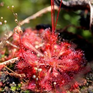 Drosera