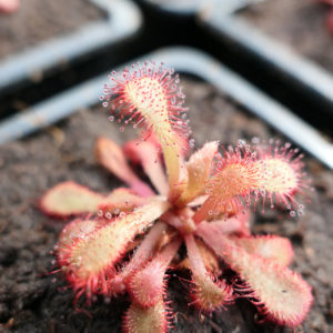 Drosera