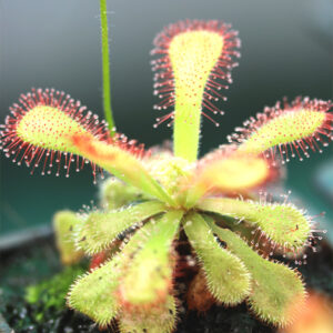 Drosera Venusta : plante carnivore d&rsquo;exception : image à la une
