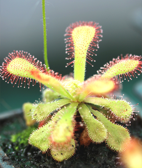 L'incroyable plante carnivore Drosera venusta