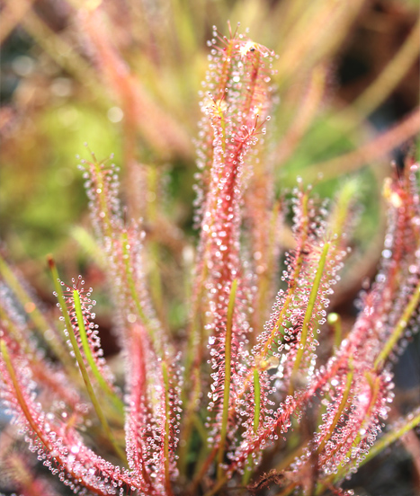 Drosera x hybrida, une plante carnivore hybride naturel australien un peu à part