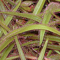 Drosera adelae