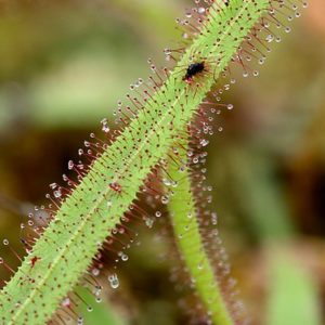 Lumière sur Drosera adelae : image à la une